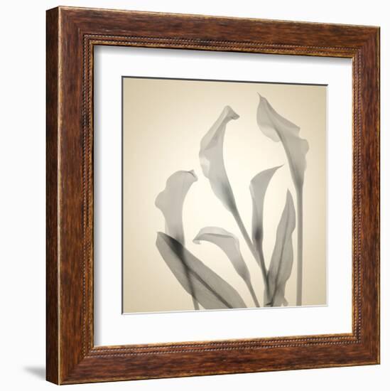 Calla Lilies-Judy Stalus-Framed Art Print