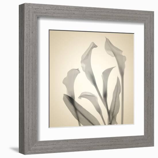 Calla Lilies-Judy Stalus-Framed Art Print