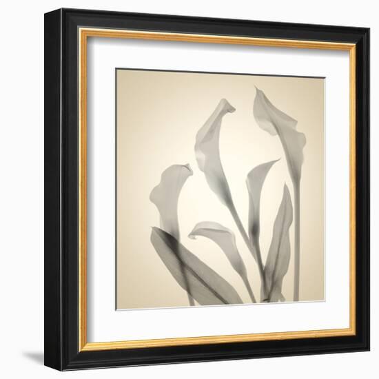 Calla Lilies-Judy Stalus-Framed Art Print