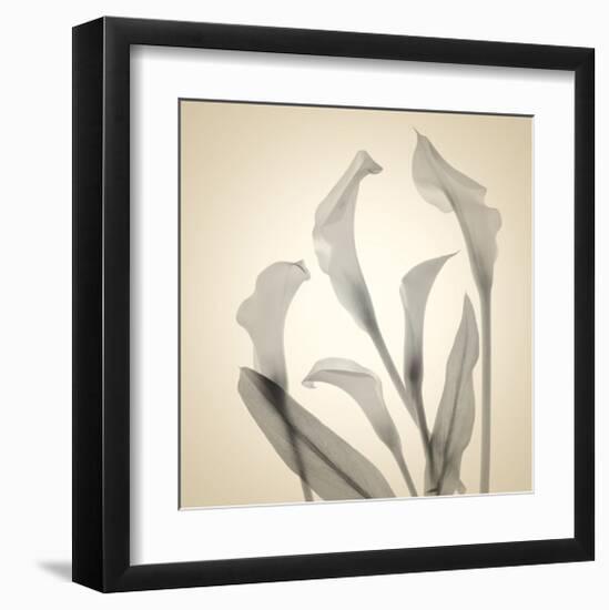 Calla Lilies-Judy Stalus-Framed Art Print