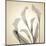 Calla Lilies-Judy Stalus-Mounted Art Print