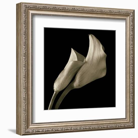 Calla Lilies-Michael Harrison-Framed Art Print