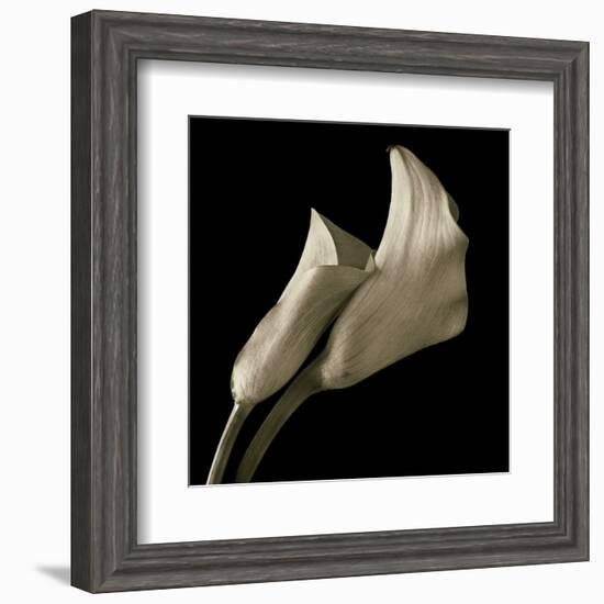 Calla Lilies-Michael Harrison-Framed Art Print