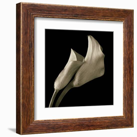 Calla Lilies-Michael Harrison-Framed Art Print