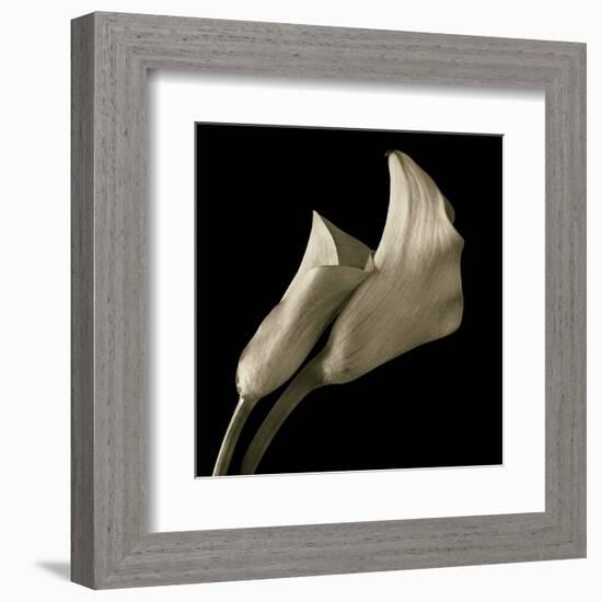 Calla Lilies-Michael Harrison-Framed Art Print