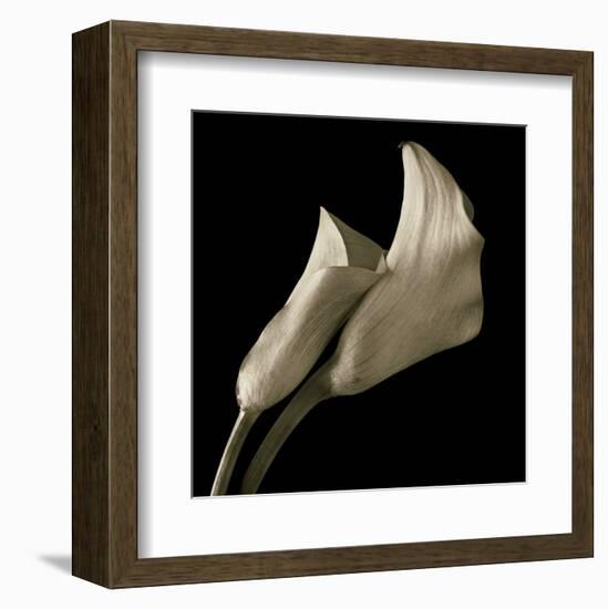 Calla Lilies-Michael Harrison-Framed Art Print