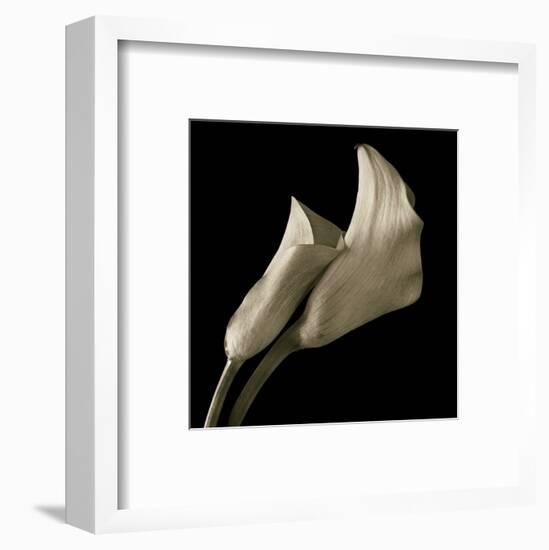 Calla Lilies-Michael Harrison-Framed Art Print