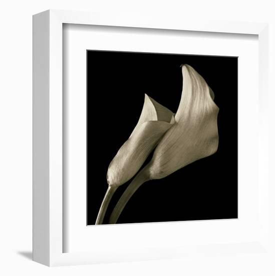 Calla Lilies-Michael Harrison-Framed Art Print