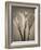 Calla Lilies-Assaf Frank-Framed Giclee Print