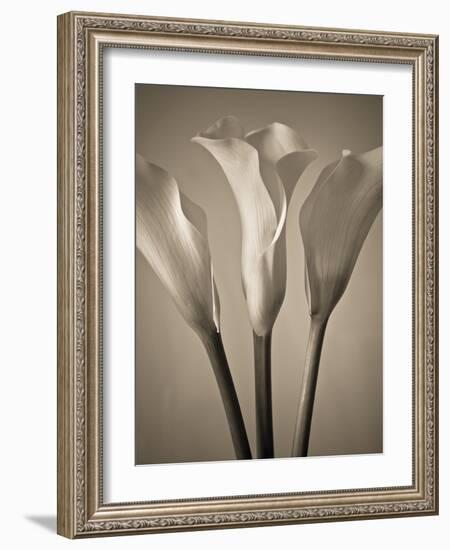 Calla Lilies-Assaf Frank-Framed Giclee Print