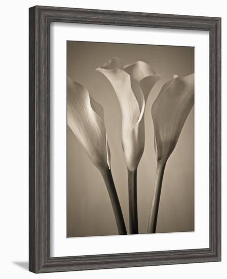 Calla Lilies-Assaf Frank-Framed Giclee Print