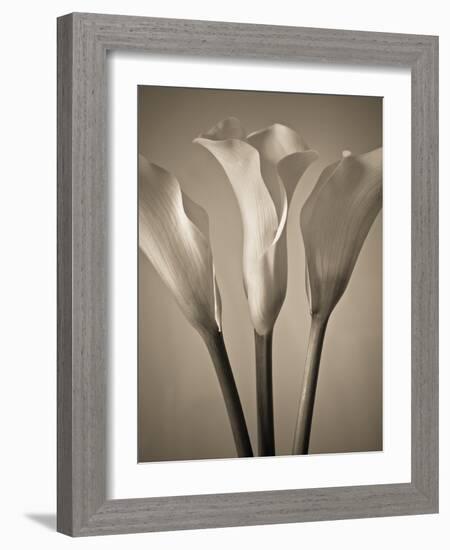 Calla Lilies-Assaf Frank-Framed Giclee Print