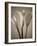 Calla Lilies-Assaf Frank-Framed Giclee Print