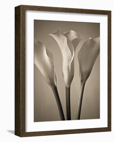 Calla Lilies-Assaf Frank-Framed Giclee Print