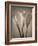 Calla Lilies-Assaf Frank-Framed Giclee Print