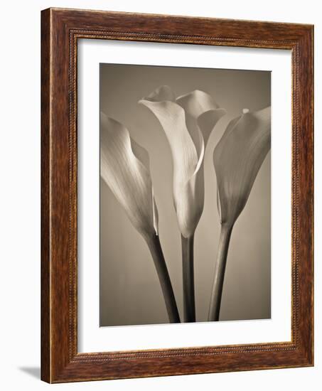 Calla Lilies-Assaf Frank-Framed Giclee Print