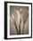 Calla Lilies-Assaf Frank-Framed Giclee Print