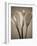 Calla Lilies-Assaf Frank-Framed Giclee Print