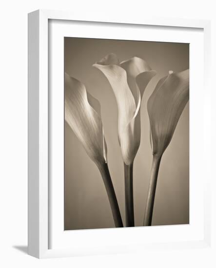 Calla Lilies-Assaf Frank-Framed Giclee Print