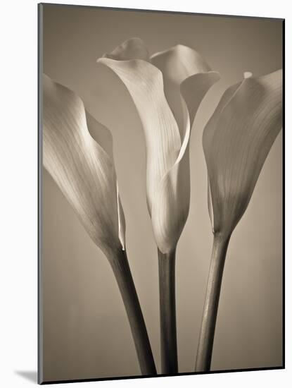 Calla Lilies-Assaf Frank-Mounted Giclee Print