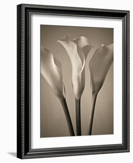 Calla Lilies-Assaf Frank-Framed Giclee Print