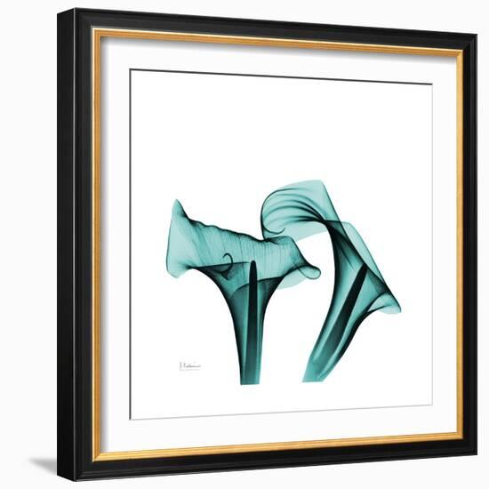 Calla Lilies-Albert Koetsier-Framed Premium Giclee Print