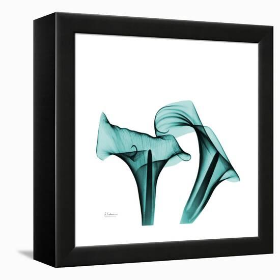 Calla Lilies-Albert Koetsier-Framed Stretched Canvas