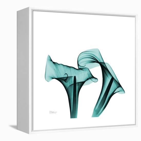 Calla Lilies-Albert Koetsier-Framed Stretched Canvas