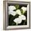 Calla Lilies-Lance Kuehne-Framed Photographic Print