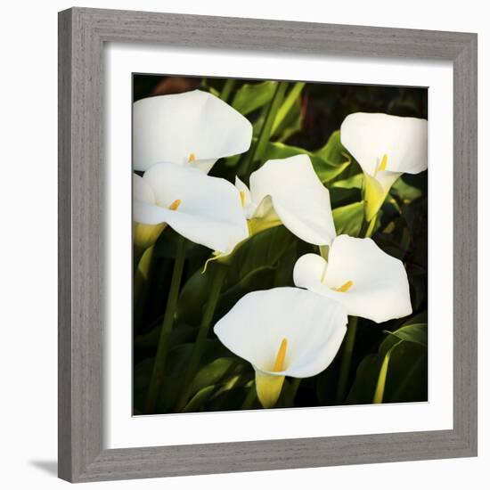 Calla Lilies-Lance Kuehne-Framed Photographic Print