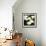 Calla Lilies-Lance Kuehne-Framed Photographic Print displayed on a wall