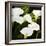 Calla Lilies-Lance Kuehne-Framed Photographic Print