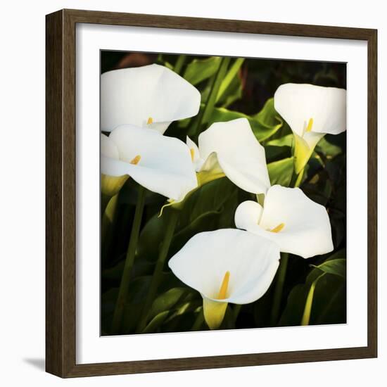 Calla Lilies-Lance Kuehne-Framed Photographic Print