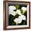 Calla Lilies-Lance Kuehne-Framed Photographic Print