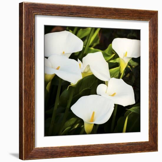 Calla Lilies-Lance Kuehne-Framed Photographic Print