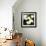 Calla Lilies-Lance Kuehne-Framed Photographic Print displayed on a wall