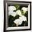 Calla Lilies-Lance Kuehne-Framed Photographic Print