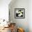 Calla Lilies-Lance Kuehne-Framed Photographic Print displayed on a wall