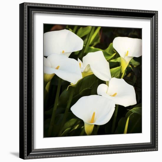 Calla Lilies-Lance Kuehne-Framed Photographic Print