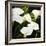 Calla Lilies-Lance Kuehne-Framed Photographic Print