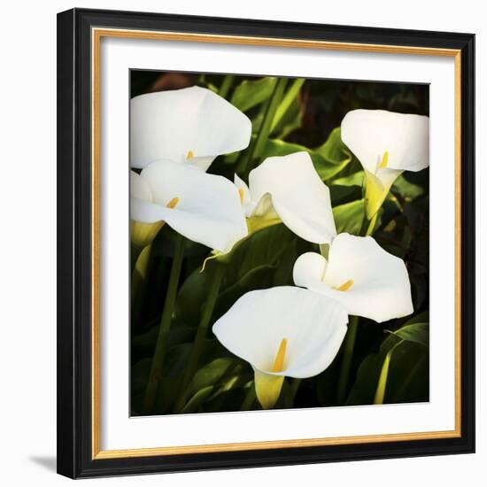 Calla Lilies-Lance Kuehne-Framed Photographic Print