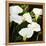 Calla Lilies-Lance Kuehne-Framed Stretched Canvas