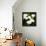 Calla Lilies-Lance Kuehne-Framed Stretched Canvas displayed on a wall