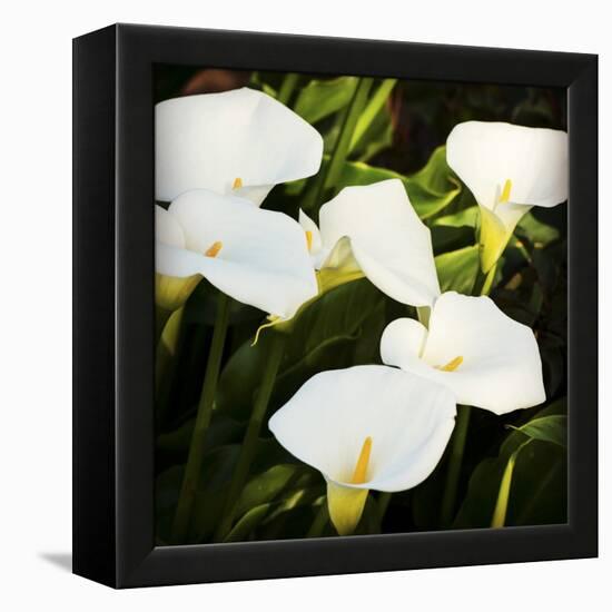 Calla Lilies-Lance Kuehne-Framed Stretched Canvas