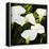 Calla Lilies-Lance Kuehne-Framed Stretched Canvas