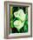 Calla lilies-Hyunah Kim-Framed Art Print