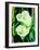 Calla lilies-Hyunah Kim-Framed Art Print