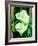 Calla lilies-Hyunah Kim-Framed Art Print