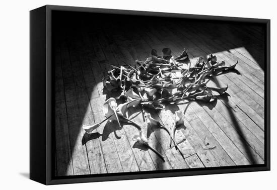 Calla Lillies on Wood Floor B/W-null-Framed Stretched Canvas