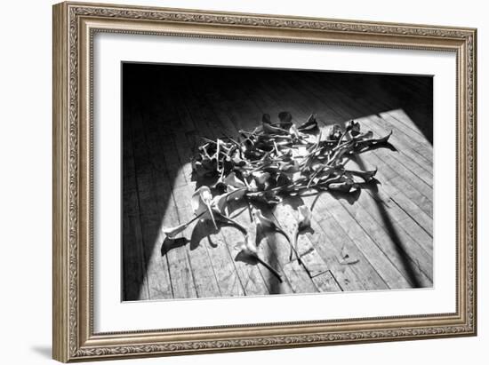 Calla Lillies on Wood Floor B/W-null-Framed Photo